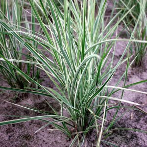 Calamagrostis x acutiflora Overdam