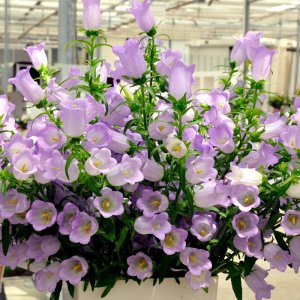 Campanula Champion Pink