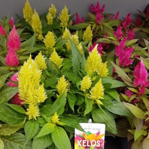 Celosia Kelos