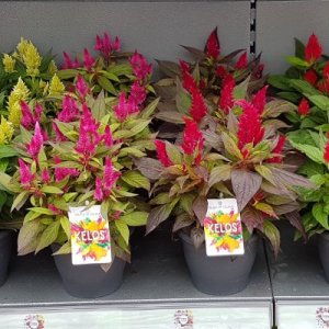 Celosia Kelos Mix