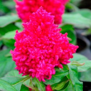 Celosia Kimono Rose