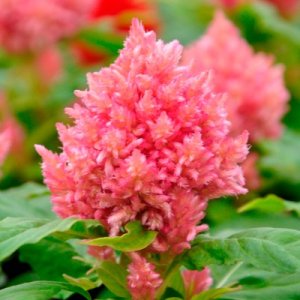 Celosia Kimono Salmon Pink