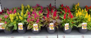 Celosia Kelos Mix