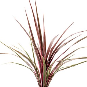 Cordyline australis Can Can