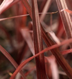 Cordyline australis Festival Burgundy