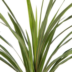 Cordyline australis Peko