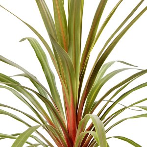 Cordyline australis Red Heart