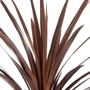 Cordyline australis Red Star