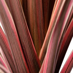 Cordyline australis Southern Splendour