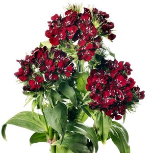 Dianthus Barbienne Pink