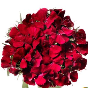 Dianthus Barbienne Red White