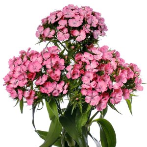 Dianthus Barbienne Rose