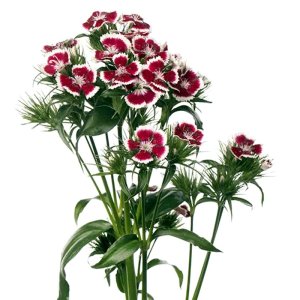 Dianthus Barbienne Salmon