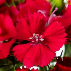 Dianthus Barbienne Scarlet