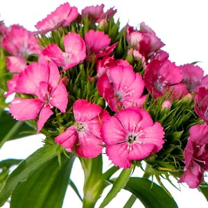 Dianthus Barbienne Scarlet