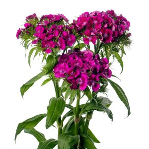 Dianthus Barbienne Burgundy