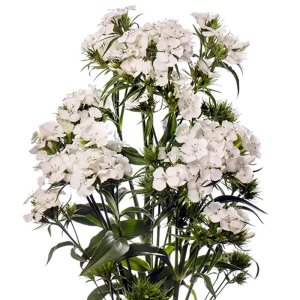 Dianthus Barbienne White