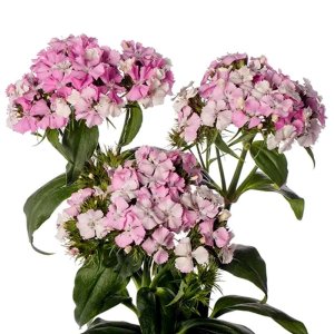 Dianthus Barbienne Appleblossom