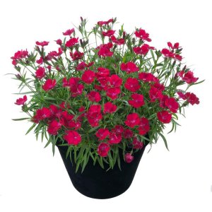 Dianthus-Beauties-Tyra