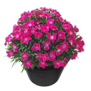 Dianthus-Beauties-Hana-Scarlet