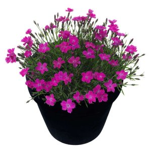 Dianthus-Beauties-Kahori