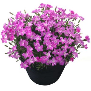 Dianthus-Beauties-Kahori-Pink