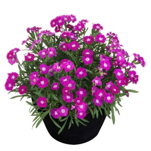 Dianthus-Beauties-Kaya