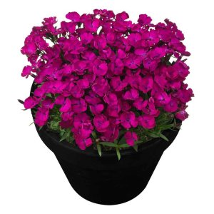 Dianthus-Beauties-Rousey