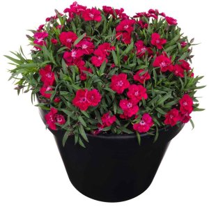 Dianthus-Beauties-Sherise