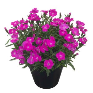 Dianthus-Beauties-Tasha