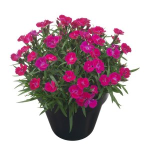 Dianthus-Beauties-Tiiu