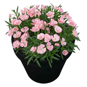 Dianthus-Beauties-Freya