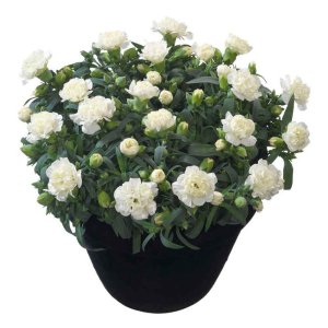 Dianthus-Flow-White-Bay