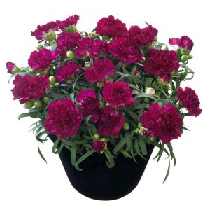 Dianthus-Flow-Blinky-Beach