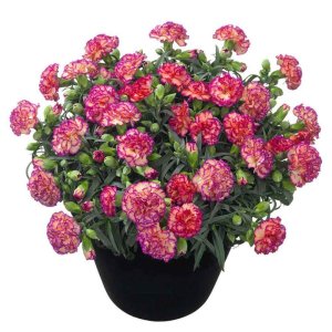 Dianthus-Flow-Glen-Bay