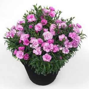 Dianthus-Odessa-Easy-Pink