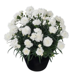 Dianthus-Odessa-Pure