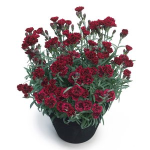 Dianthus-Odessa-Red