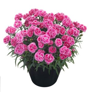 Dianthus-Odessa-Twiggy