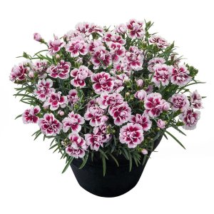 Dianthus-Odessa-Amy