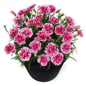 Dianthus-Sunflor-Esta