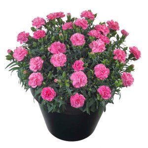 Dianthus-Sunflor-Evert