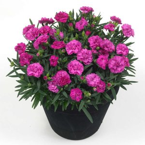 Dianthus-Sunflor-Faganza