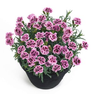 Dianthus-Sunflor-Finesse