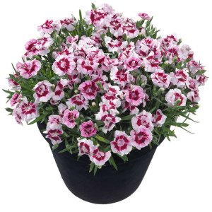 Dianthus-Sunflor-Kaylee