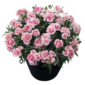 Dianthus-Sunflor-Megan