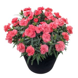 Dianthus-Sunflor-Norah