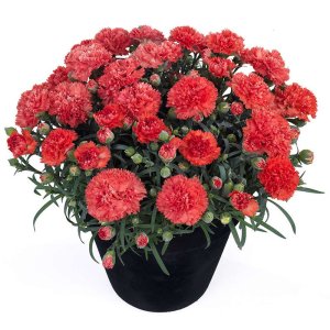 Dianthus-Sunflor-Orange-Bling-Bling