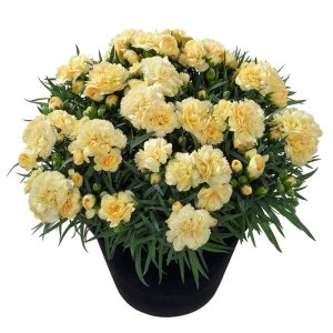 Dianthus-Sunflor-Amber