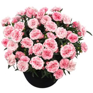 Dianthus-Sunflor-Orinoco